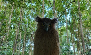 Chim cú cá quý hiếm xuất hiện, người Hà Nội bỏ tiền bay vào Cà Mau chụp hình nghiên cứu