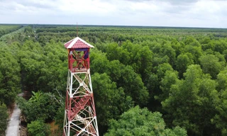 Xuất hiện mưa trái mùa làm tăng nguy cơ cháy rừng U Minh