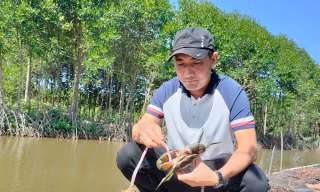 Du khách 'săn' cua Cà Mau bằng chiếc cần câu độc nhất vô nhị