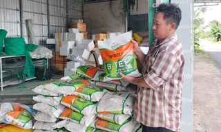 Nông dân 'ngậm trái đắng' vì mua phải lúa giống giả nhãn hiệu