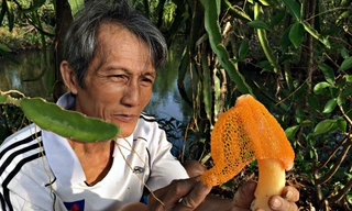 Lão nông ở Cà Mau trồng nấm nữ hoàng quý hiếm 