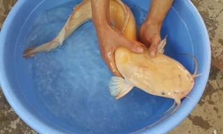 Con cá trê màu vàng mắc lưới nông dân Ninh Bình. Ảnh: N.D.