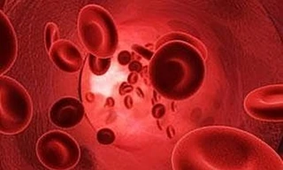 Cơ thể và chất sắt