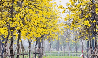 Hoa phong linh nở vàng rực rỡ, khoe sắc trong tiết trời mùa Xuân