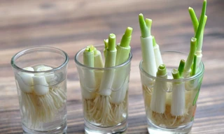 Cách trồng hành trong bếp cực dễ