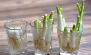 Cách trồng hành trong bếp cực dễ