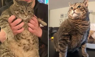 Chú mèo mập bị dân mạng "troll" nhiều quá