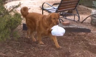 Chú chó giao thức ăn lúc cách ly