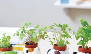 Giảm ra đường thì ở nhà trồng cây: Những chậu cây cưng xỉu, còn “tự uống nước” nữa này!