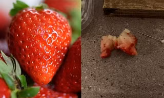 Vật khủng khiếp trong quả dâu mua ở siêu thị, khiến cô bé 6 tuổi vừa ăn đã phải đi cấp cứu