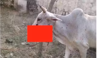 Bò mang thai bị cho ăn lúa mỳ gài pháo.