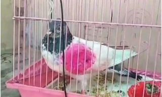 Chú chim bị nghi là bồ câu do thám