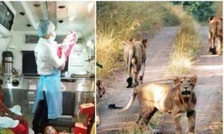 4 con sư tử vây quanh xe cấp cứu