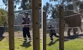 Bố bế con gái 2 tuổi chui vào chuồng voi để chụp ảnh, bị voi đuổi chạy đánh rơi cả con