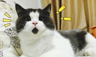 10 chú mèo có bộ lông độc đáo