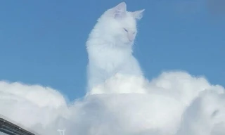 Ảnh chú mèo trên mây nhận 1,4 triệu like này là thật chứ không phải ghép, sao kỳ lạ vậy?