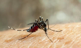 Muỗi vằn