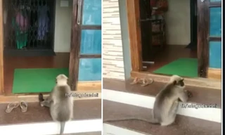 Khỉ bị thương tự đến bệnh viện