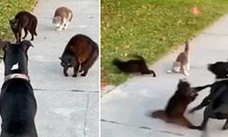 Đội mèo đường phố can đảm 