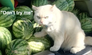 Mèo canh dưa hấu