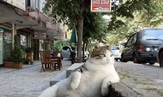 Chú mèo hoang được dựng tượng đồng