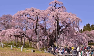 Cây anh đào 1.000 tuổi
