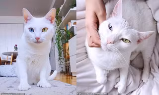 Bé mèo bị chủ cũ vứt đi chỉ vì 2 mắt có 2 màu khác nhau đã tìm được gia đình mới