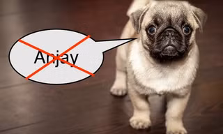 chó