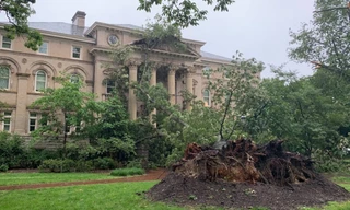 Nhiều cây cổ thụ đổ