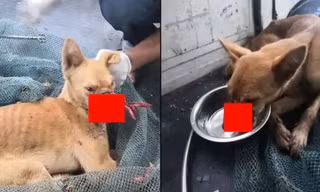 Chó bị dán băng dính quanh miệng