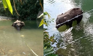 Voi mẹ chết vì ăn phải dứa nhồi pháo hoa