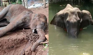 Voi mẹ chết vì ăn quả dứa nhồi pháo