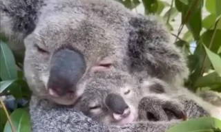 Koala mẹ ôm con