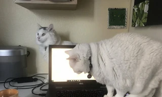 Thú cưng không cho chủ học online