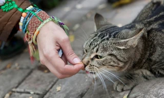 Chia tay vì vợ quá yêu mèo