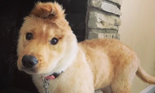 Chú chó một tai trở thành ngôi sao Tik Tok