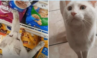 Chú mèo hoang thông minh