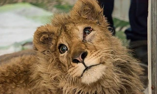 Sư tử con bị bẻ gãy chân để không thể chạy trốn