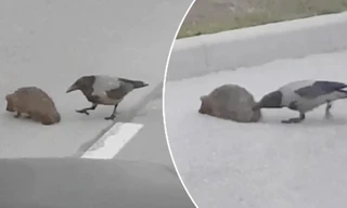 Video quạ giúp nhím qua đường