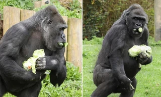 Khỉ đột tích trữ thức ăn