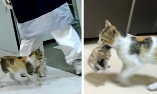 Mèo mẹ đem mèo con vào phòng cấp cứu