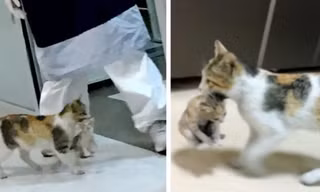 Mèo mẹ đem mèo con vào phòng cấp cứu
