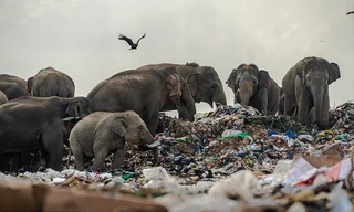 Con người đổ hết rác vào rừng, khiến đàn voi phải ăn rác, ăn rất nhiều túi nylon, đồ nhựa