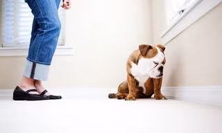 Chỉ vì buông lời “xúc phạm” làm “tổn thương” chú chó, thanh niên này bị cấm nuôi thú cưng