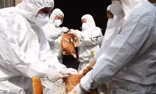 Tổ chức Y tế Thế giới cảnh báo khi virus H5N8 đã lây từ gà sang người: Nguy hiểm thế nào?