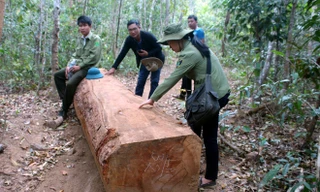 Khu vực phát hiện bãi gỗ lậu; Văn bản của công an Gia Lai 