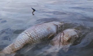 Cá chết bất thường nổi trên sông Bàn Thạch