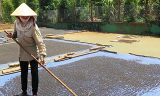 Người dân Bình Phước thu hoạch tiêu