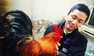  Mong muốn bảo tồn được giống gà quý của Việt Nam nên anh Hòa chấp nhận bỏ chức giám đốc về nuôi gà