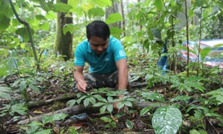 Sâm Ngọc Linh của người dân huyện Nam Trà My trồng 